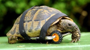 Tortoise with prosthesis